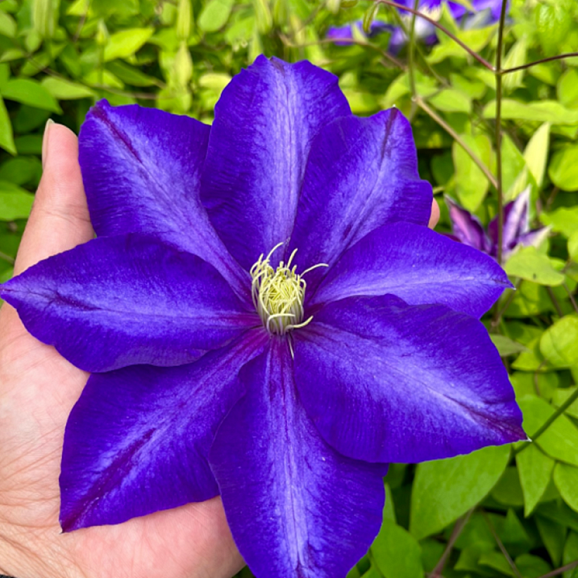 Клематис гибридный Даниель Деронда