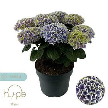 Hydrangea Ma Diva Blue 7+ (hy-pe)