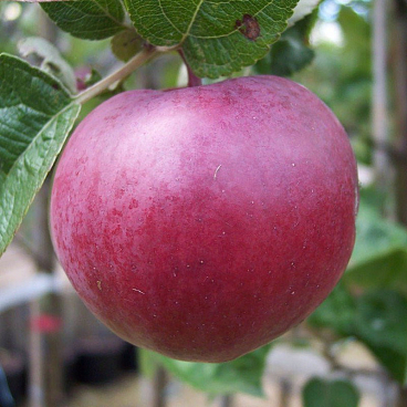 Яблоня домашняя Спартан колоновидная в тубе