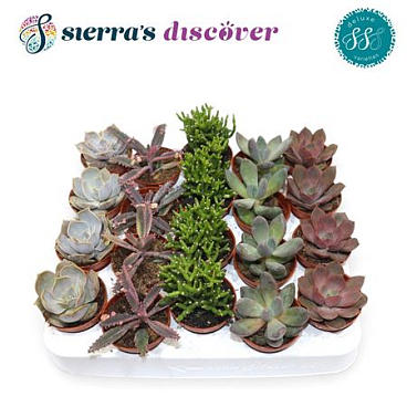 Succulent Sevilla Mix