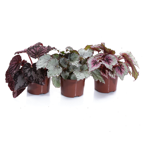 Бегония рекс Гибриден