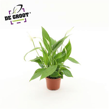 Spath Alana 4+