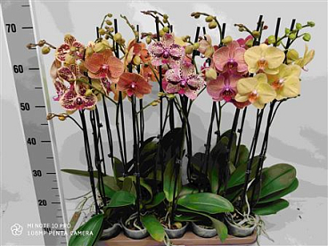 Phal 2st Orange/yellow Mix 18+ (phalaenova)