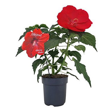 Hibiscus Extreme Oak Red