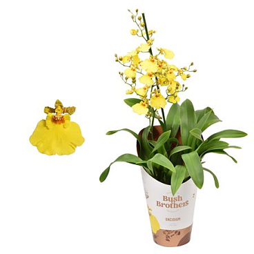Oncidium 1st Brached Short