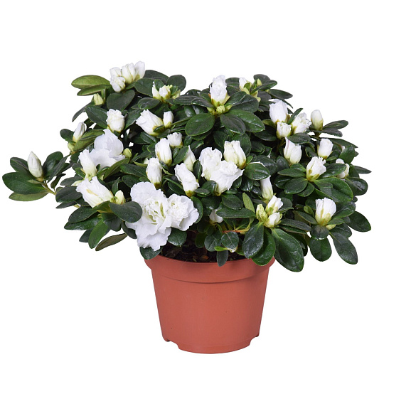 Азалия индика белая