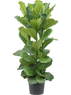 Ficus Lyrata 3pp