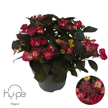 Hydrangea Ma Lacecap Red 7+ (hy-pe)