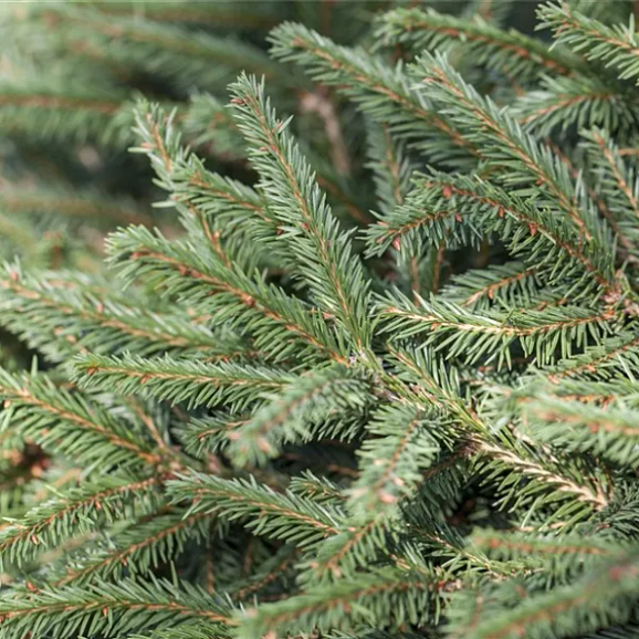 Ель обыкновенная Пумила Глаука