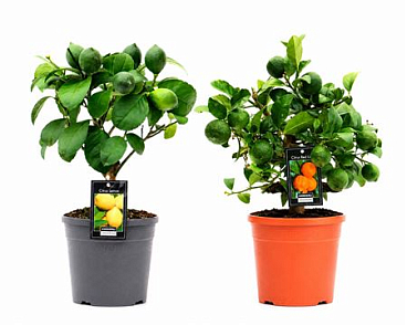 Citrus Mix (2 Sorts)