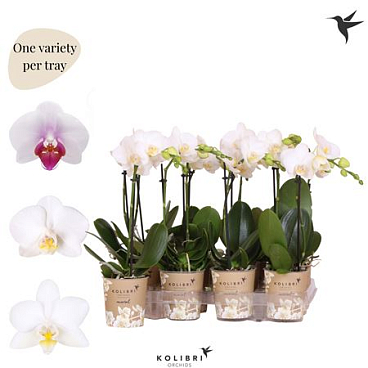 Phal Little Kolibri 1st White Potcover (ok)