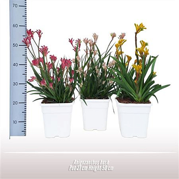 Anigozanthos Bush