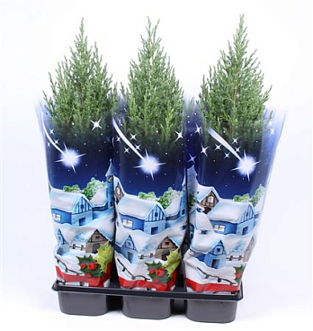 Juniperus Chinensis Stricta Blue Sleeve