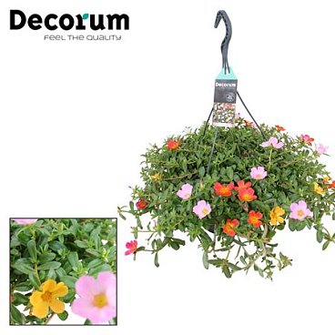 Portulaca Mix In Hanging Pot (decorum)