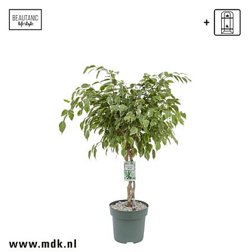 Ficus Be Golden King Twisted