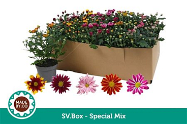 Chrys Special Mix In Sv.box