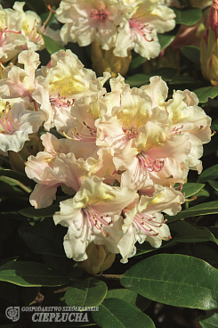 Рододендрон гибридный Фредерик