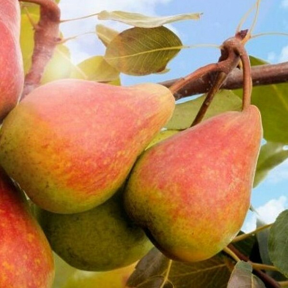 Груша обыкновенная Северянка Краснощекая