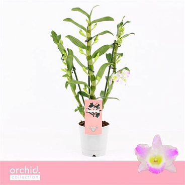 Dendr Nob 3st Pandora Compact Orchid Collection