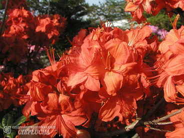 Азалия нэп-хилл Паркфейер