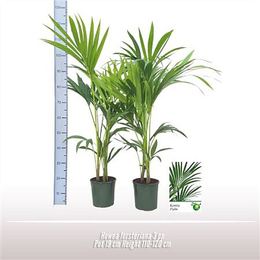 Howea Forsteriana 3pp
