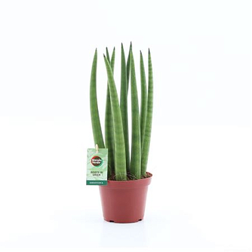 Sansevieria Cylindrica Straight 14 Leaf Ø10,5cm