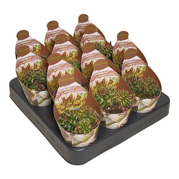 Gymnocalycium Damsii Potcover