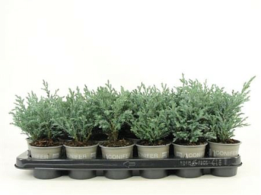 Chamaecyparis Pisifera Baby Blue