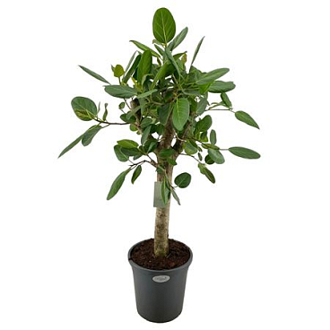 Ficus Ben Audrey On Stem