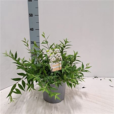 Deutzia Gracilis Nikko