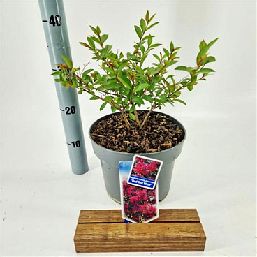 Lagerstroemia Red Red Wine