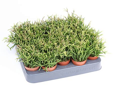 Rhipsalis Clavata.