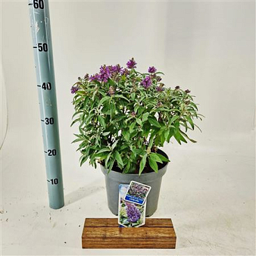 Buddleja Dav Little Lila