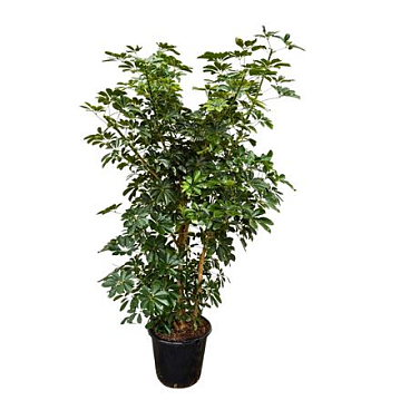 Schefflera Arboricola Branched