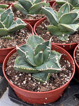 Agave Mni