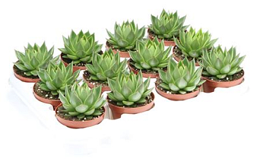 Echeveria Shira