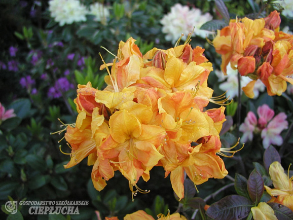 Азалия нэп-хилл Клондайк