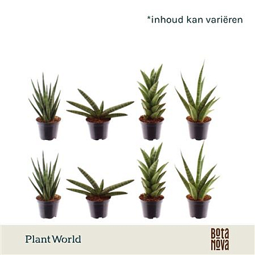 Sansevieria Mix Sonora (klein)