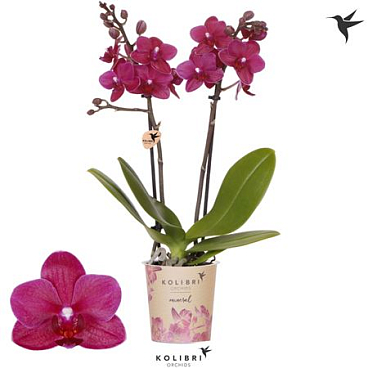 Phal Little Kolibri 2st Brasil 22+ (ok)