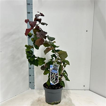 Corylus Avellana Red Majestic