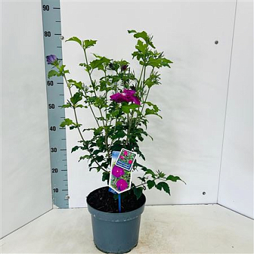 Hibiscus Syr Purple Chiffon