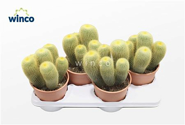 Aporocactus Flagiliformis (hanging)