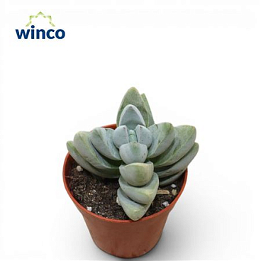 Crassula White Ben