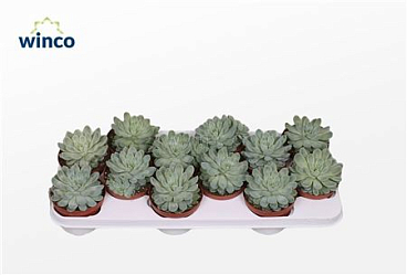 Echeveria Zonnestraal.