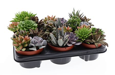 Succulenten Mix Trio