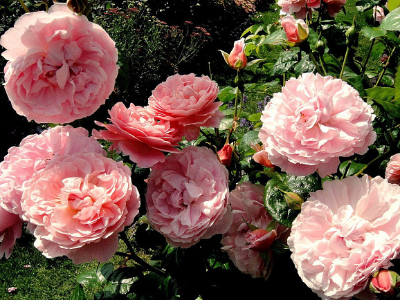 Роза парковая Строберри Хилл