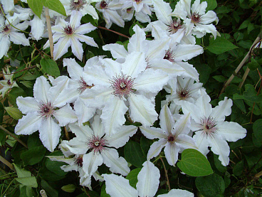 Клематис гибридный Сноу Куин