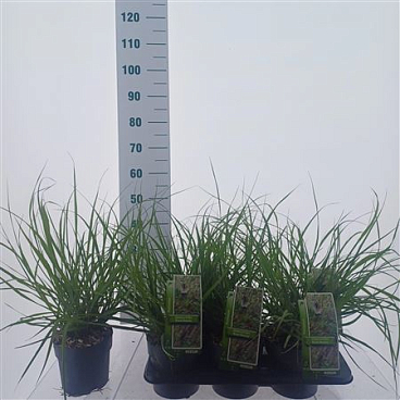 Pennisetum Alopecuroides Black Beauty