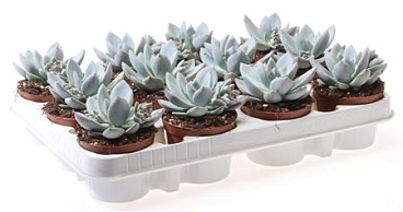 Echeveria Ice Crystal