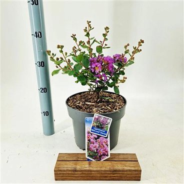 Lagerstroemia Indica With Love Eternal